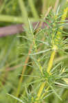 Yellow Spring bedstraw 